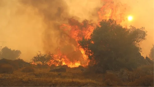 İzmir Dikili Orman Yangını: Alevler Kontrol Altına Alındı